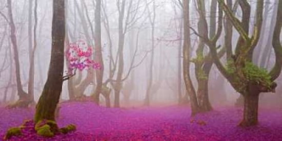 Posterazzi Fuchsia
