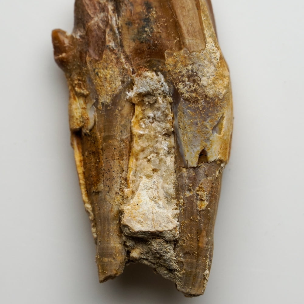 Genuine Natural Pre Historic Basilousaurus Whale Tooth