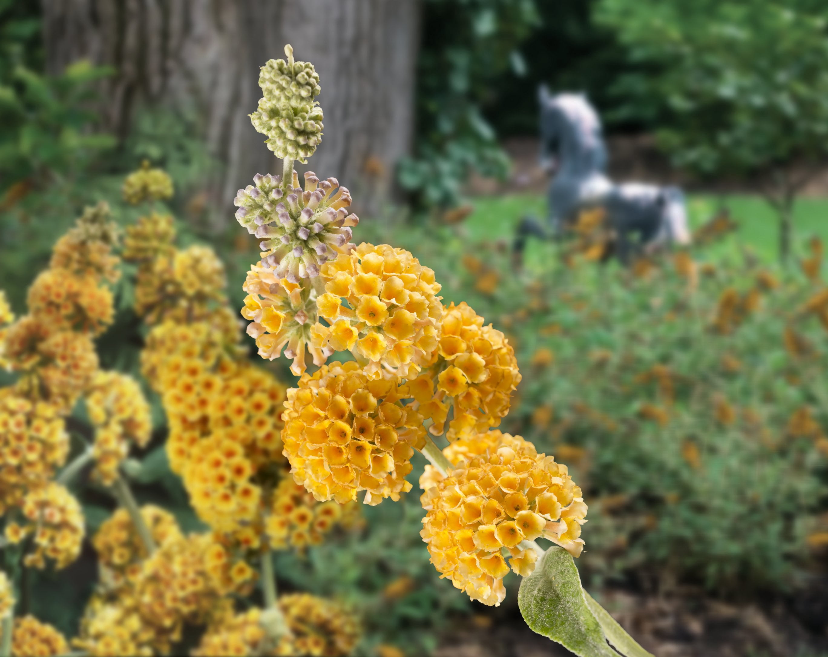 3 gal. Buddleia Honeycomb Live Shrub Conditions Full Sun with Yellow Flowers