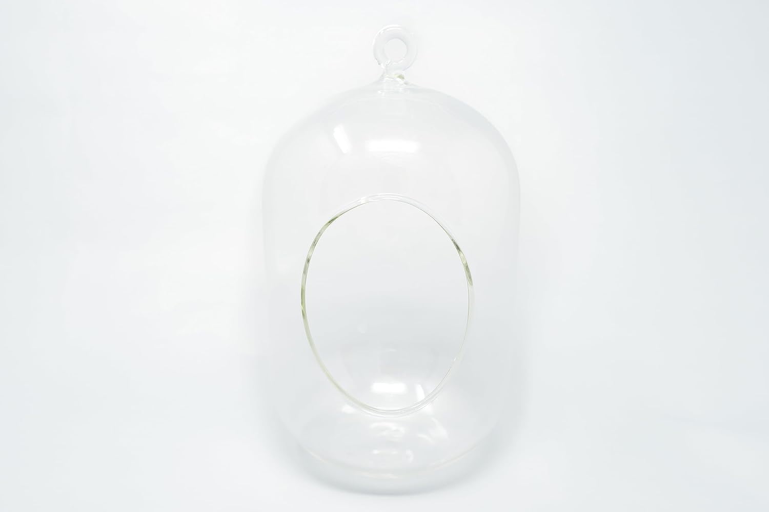 Air Plant Shop Capsule Terrarium with Moss and Tillandsia Air Plants - Wholesale and Bulk - Succulents - Live Tillandsia - Easy Care Indoor and Outdoor House Plants