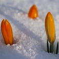 thumbnail image 4 of Van Zyverden's Crocus Orange Monarch (Set of 15 Dormant Bulbs) Full Sun, Orange, Annual, 4 of 10