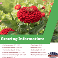 thumbnail image 2 of Harris Seeds - Zinnia Benary's Giant Scarlet Flower Seeds - 250 Seeds, 2 of 7