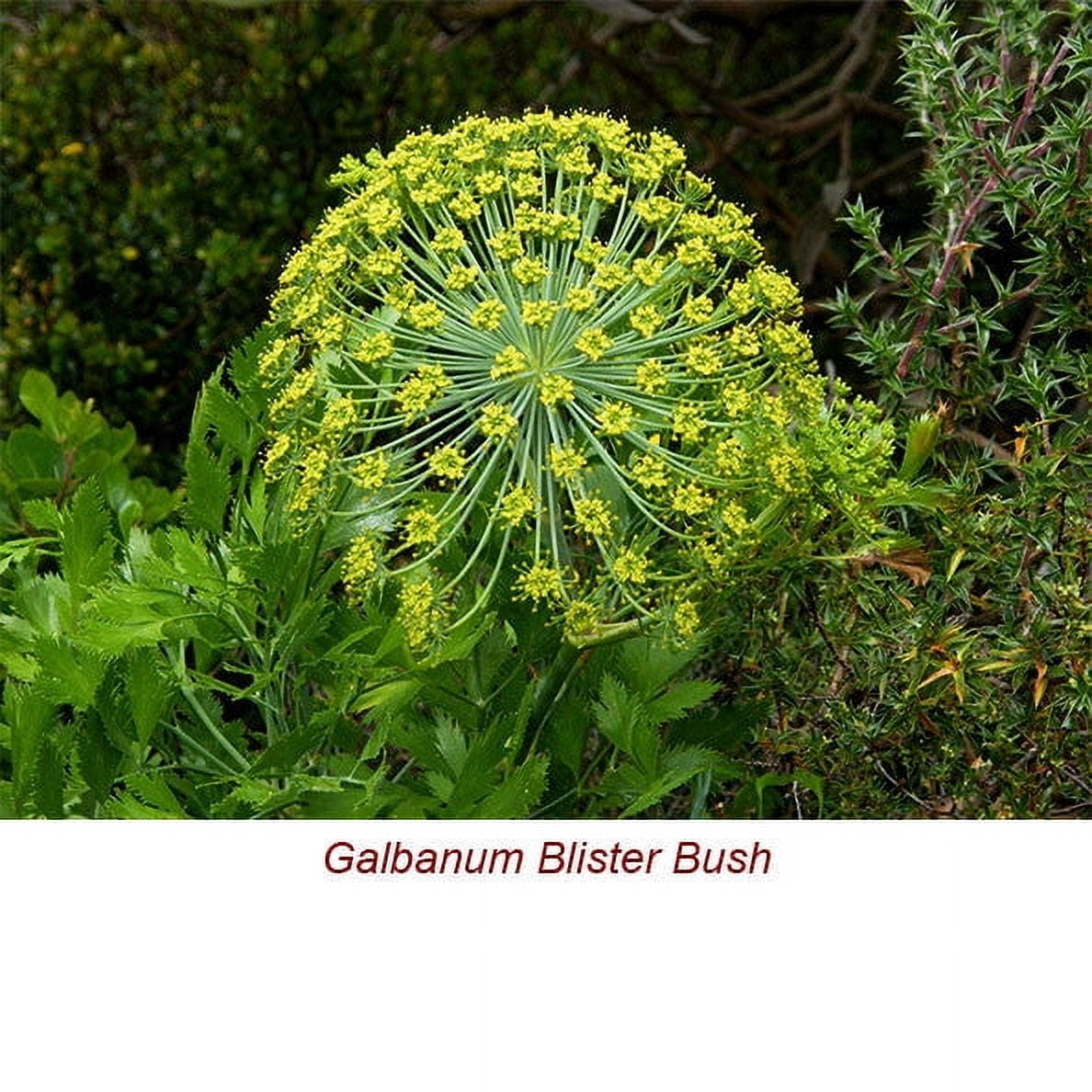 Galbanum Essential Oil 10 ml (1/3 fl oz) - 100% Pure and Natural by Silky Scents