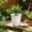 A, variant on Watering Orchid Pot, 8 Inch Clear Breathable Plastic Planter with Water Reservoir for Indoor Phalaenopsis Plants Root Control Pot
