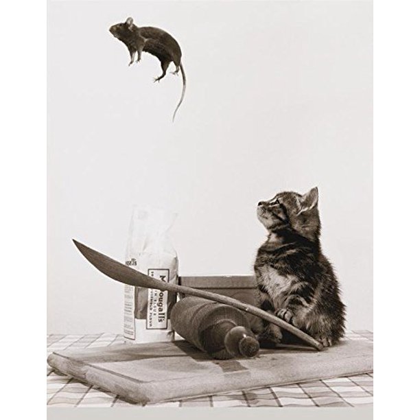 Dont Play with your Food Cat and Mouse 20x16 Humor Photograph Art