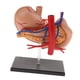 thumbnail image 4 of 2: 3 Modelo de Anatomía Gástrica Anatomía Laboratorio de Educación Médica kusrkot Herramienta de enseñanza, 4 of 8