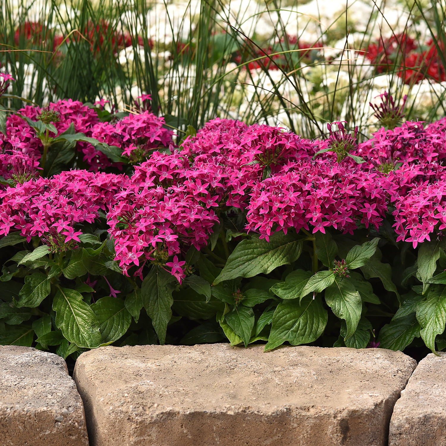Altman Plants Pink Pentas Plants 4-Pack, 1 Qt. Pots, Full Sun, Outdoor Flowering Plants