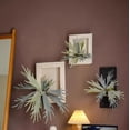 thumbnail image 5 of Artificial Antler Fern with Wooden Frame, 5 of 6