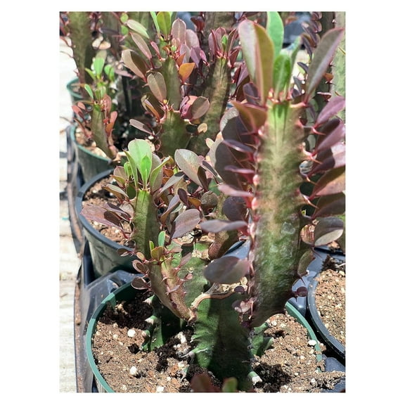 4" Plant Euphorbia TRIGONA RUBRA African Milk Tree Rare Cactus Plant Exotic Succulent
