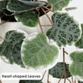 thumbnail image 6 of 16'' Ceropegia Woodii Green string of hearts Fake Hanging Plants Artificial Succulent Plants in Ceramic Pot, 6 of 8