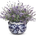 thumbnail image 5 of Proven Winners 5" Purple Sweet Romance Lavender Live Plant in 4.5" Pot (4 Count), 5 of 8