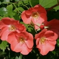 thumbnail image 2 of Heirloom Roses Rose Bush - Coral Meidiland® Landscape , Live Rose Plant, 2 of 2