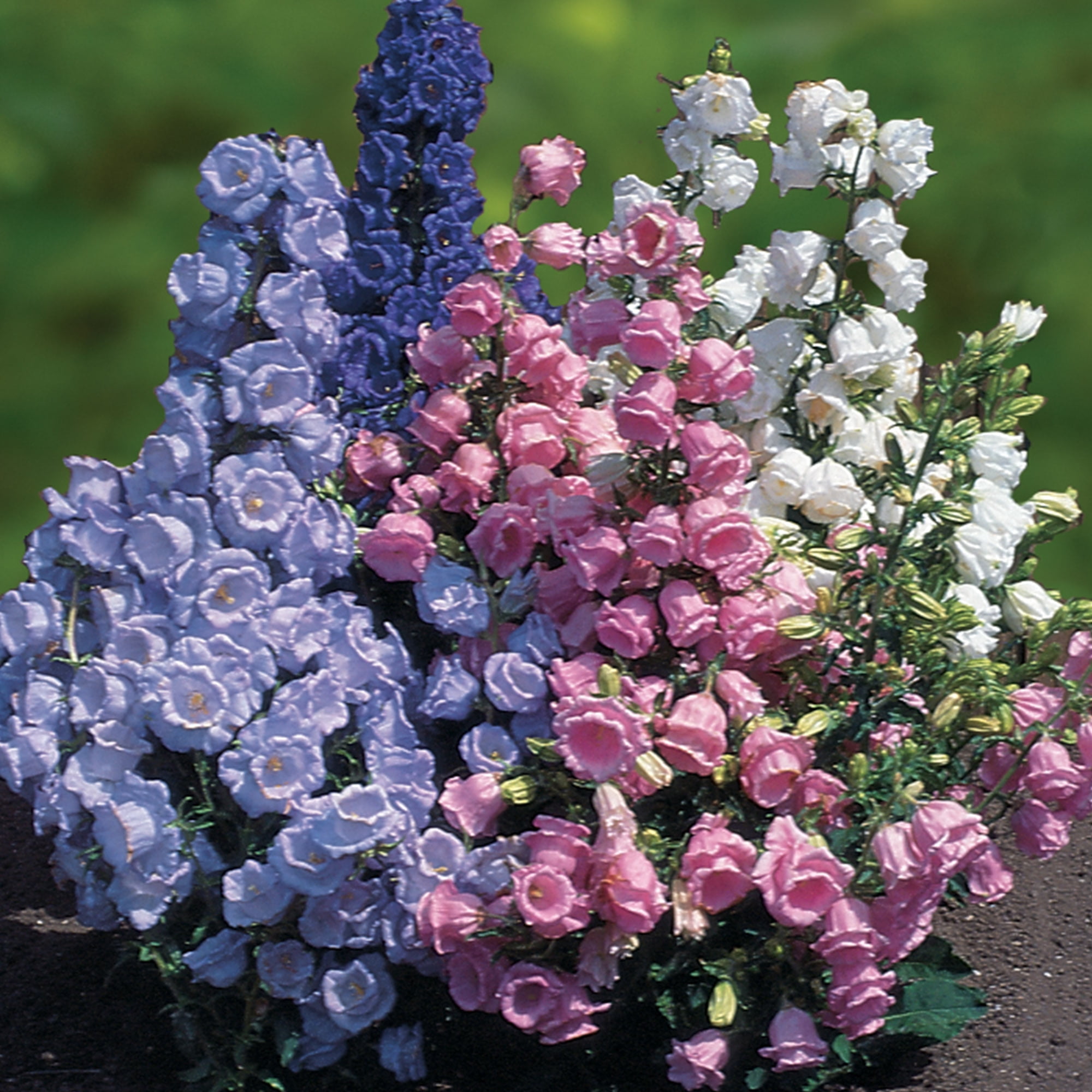 Burpee Cup & Saucer Mixed Colors Canterbury Bells Flower Seed, 1