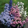 thumbnail image 3 of Burpee Cup & Saucer Mixed Colors Canterbury Bells Flower Seed, 1-Pack, 3 of 5