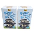 thumbnail image 1 of Kit de cultivo de hongos Root Mushroom Farm 1,4 kg Blue Oyster, 1 of 4