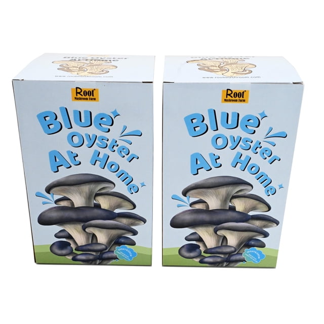 Kit de cultivo de hongos Root Mushroom Farm 1,4 kg Blue Oyster