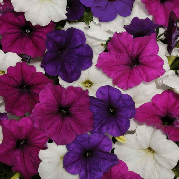 Outsidepride Easy Wave Spreading Petunia 30 Seeds, Great Lakes Flower