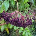 thumbnail image 5 of Elderberry Tree Live, Live Plant Elderberry in Pot, 3'' Tall, Planting Growing Garden, 5 of 5