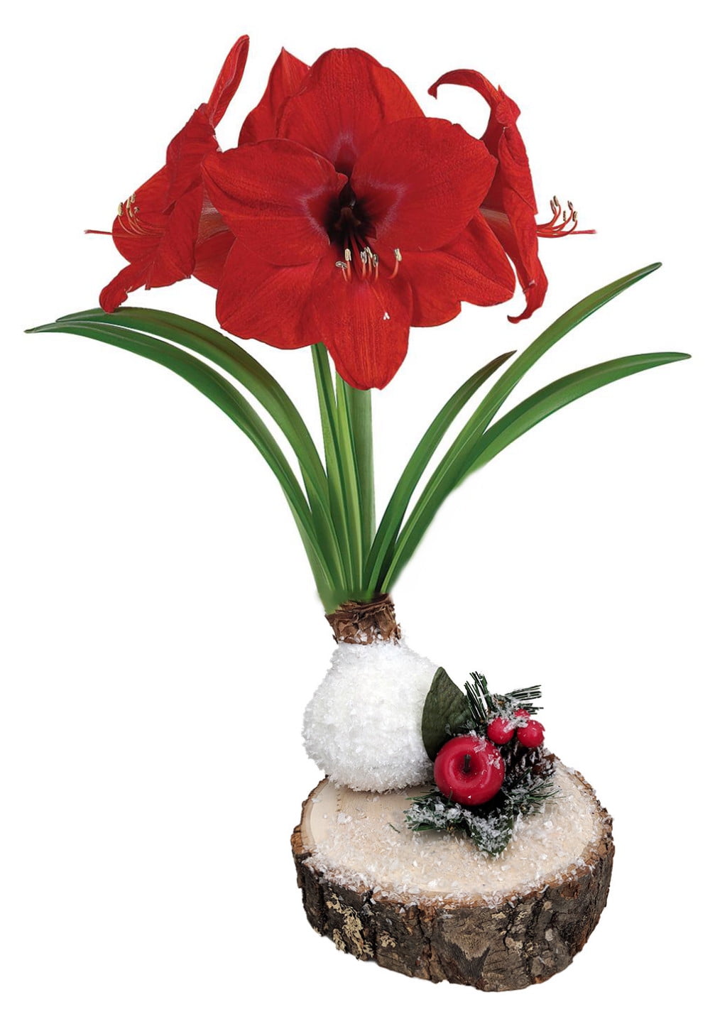 Details about   Amaryllis Bulb Standing Snowman Glitter Dipped Waxed Blooms Without Soil/Water 