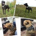 thumbnail image 4 of Pet Artist Width Luxurious Leather Spike Studded Dog Collar, Dogs Nel Anti-biting, 4 of 4