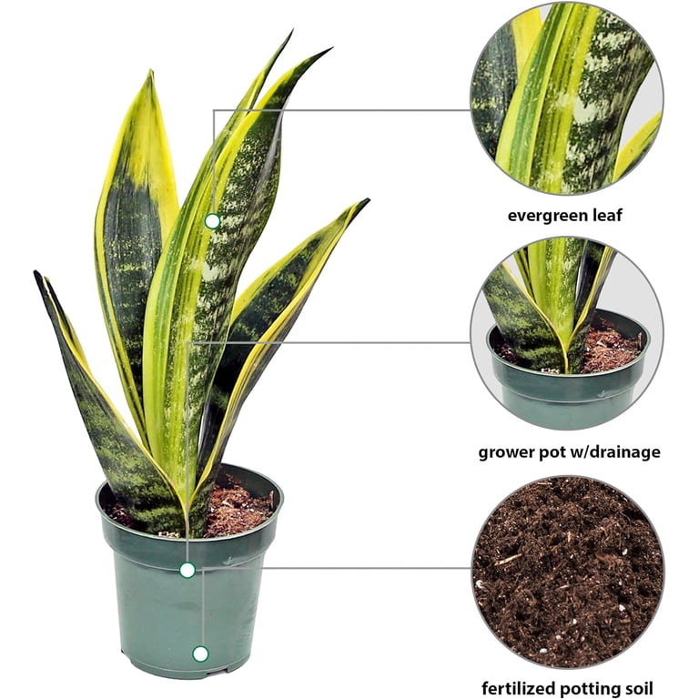 Live Snake Plant, Sansevieria Golden Flame, Mother's Day Gift, Plant Lover  Gift, Housewarming Gift, Fully Rooted Houseplant, Variegated Plant,  Co-worker Gift, Birthday Gift in 4" Pot - Walmart.com