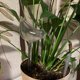 thumbnail image 4 of Sistema de riego automático por goteo para plantas riego automático con, 4 of 8