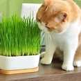 thumbnail image 3 of Gardenera Labs Cat Grass Growing Medium - Provide Your Cat with a Fun and Healthy Source of Greens - 10 QUARTS, 3 of 6