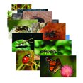 thumbnail image 3 of STAGES LEARNING MATERIALS Insectes 14 Cartes-Affiches, 3 of 3