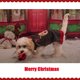 thumbnail image 3 of Suéter gris-xs-cálido para perros y gatos Disfraz de Navidad Disfraz de Halloween Chaqueta de punto cálida Ropa de invierno, 3 of 5