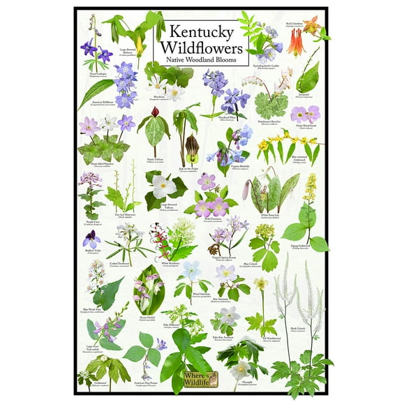 Kentucky Wildflowers Poster - Native Woodland Blooms - Educational Science Chart of Kentucky Flowers