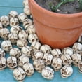 thumbnail image 5 of nvzhuang Halloween Skull Ornaments Flowerpot Desktop Decorations Small Skulls for Crafts Skull Head Statue Desktop Skull Decor, 5 of 8