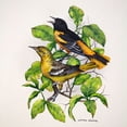thumbnail image 2 of Harris, James 15x15 White Modern Wood Framed Museum Art Print Titled - Northern Orioles, 2 of 4