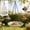 Beige BG, variant on Naittoop Hanging Bird Feeder Tray with Round Shaped Tray,Decorative Hanging Bird Feeder for Feeding and Bath Outdoor Decoration for Backyard Balcony Patio Garden Green