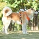 thumbnail image 5 of Chaleco Arnés para Perro Zulema Naranja, 5 of 5