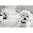 thumbnail image 3 of Millet, Karyn 24x17 Black Modern Framed Museum Art Print Titled - Bichons, 3 of 5