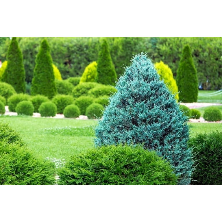 Blue Cone Arborvitae 1 Live Quart Size Plant Vibrant Blue-Green Foliage for  Landscaping, Hedges, and Privacy Screens, Drought and Deer Tolerant