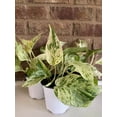thumbnail image 5 of Marble Queen Pothos - Live Plant in a 6 Inch Pot - Epipremmum Aureum - Stunning Houseplant with Unique Foliage - The Perfect Air Purifying Houseplant Companion, 5 of 5