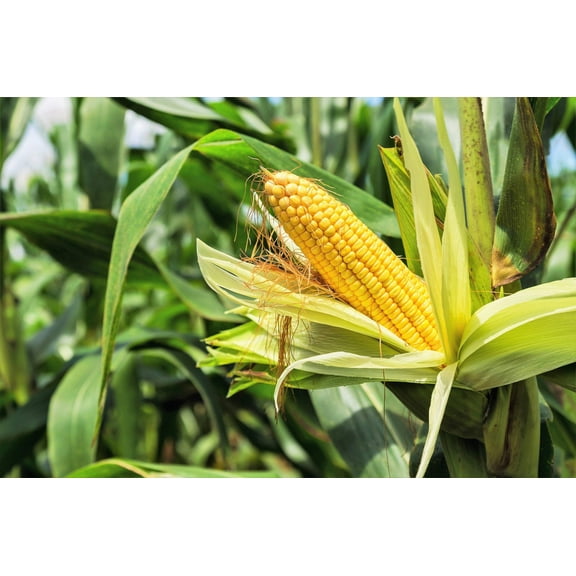 75 Seeds SOUTH AMERICAN Yellow POPCORN Corn Zea Mays Heirloom Vegetable Seeds
