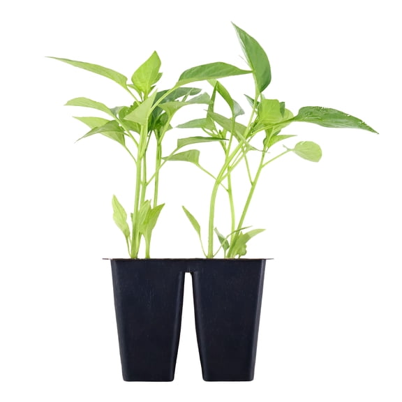 Expert Gardener 6" Bell Pepper Live Plants in 3" Grower Pot Full Sun 4 Pack