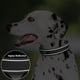 thumbnail image 4 of Collar de perro PetiFine, resistente y ajustable para perros de talla XL, 4 of 7