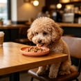 thumbnail image 6 of Dog Dishes, Whisker Friendly Shallow Dog Bowls, Flat Plates for Wet & Dry Food and Water Bowls, Relief Whisker Fatigue _ Orange, 6 of 6