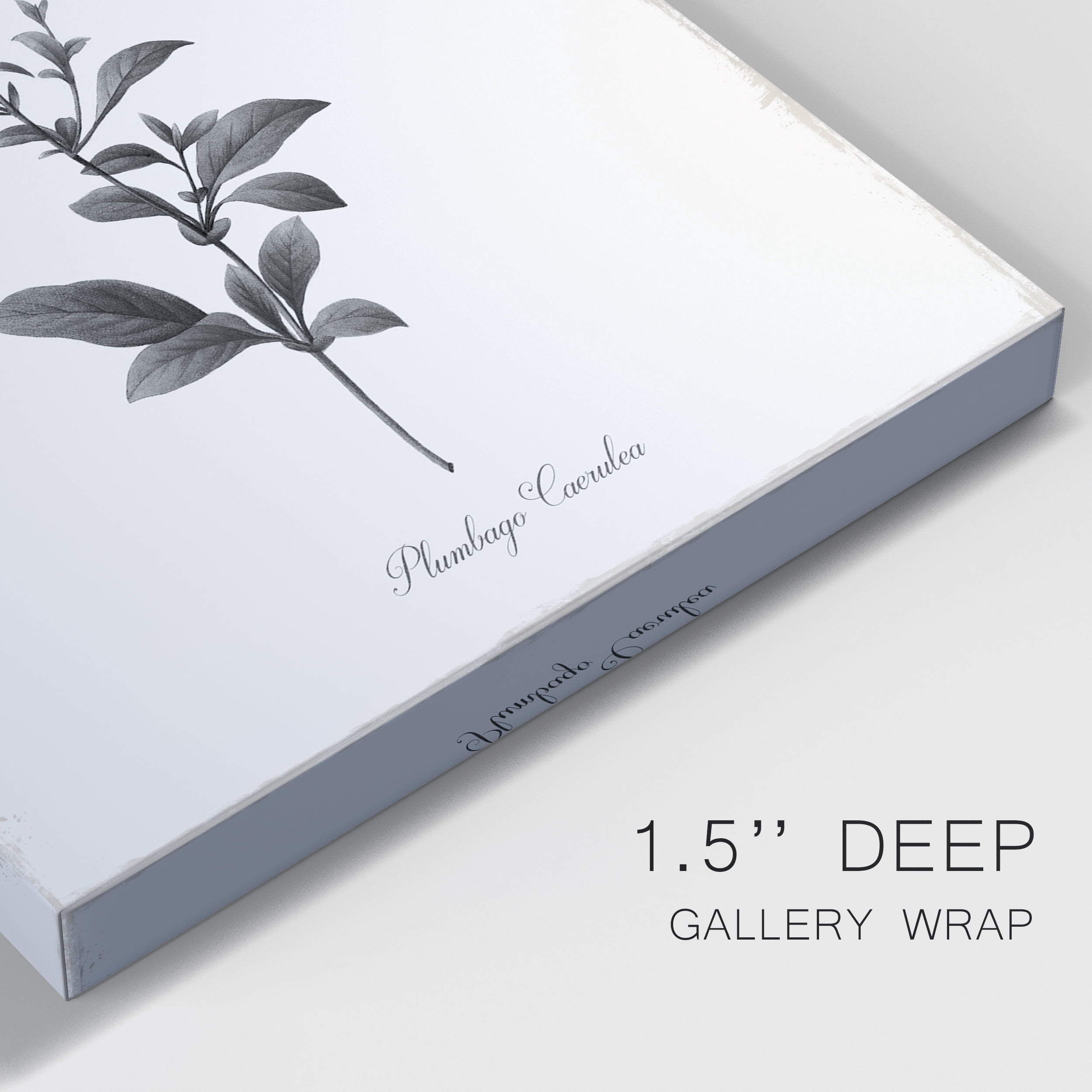 Simply Cape Leadwort Premium Gallery Wrapped Canvas - Ready to Hang - 18 x 27