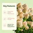 thumbnail image 3 of Hydrangea , Shade Plant for Gardens-Easy Grow-Low Maintenance-Ideal for Beds Borders, Plant Pots & Planters, 3 of 6