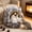 Gray 15LB, variant on 15LB Thickened Washable Cat Bed for Indoor Kitties - Shape Retaining Semi Enclosed Warm Sleeping Cave with Cushioning - Cozy Secure Resting Retreat for Small Pets