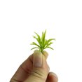thumbnail image 2 of Toystoory 50 piezas de árboles artificiales en miniatura, modelo de planta falsa simulada, juegos de diseño de jardinería, accesorios de Decoración del hogar, 2 of 6