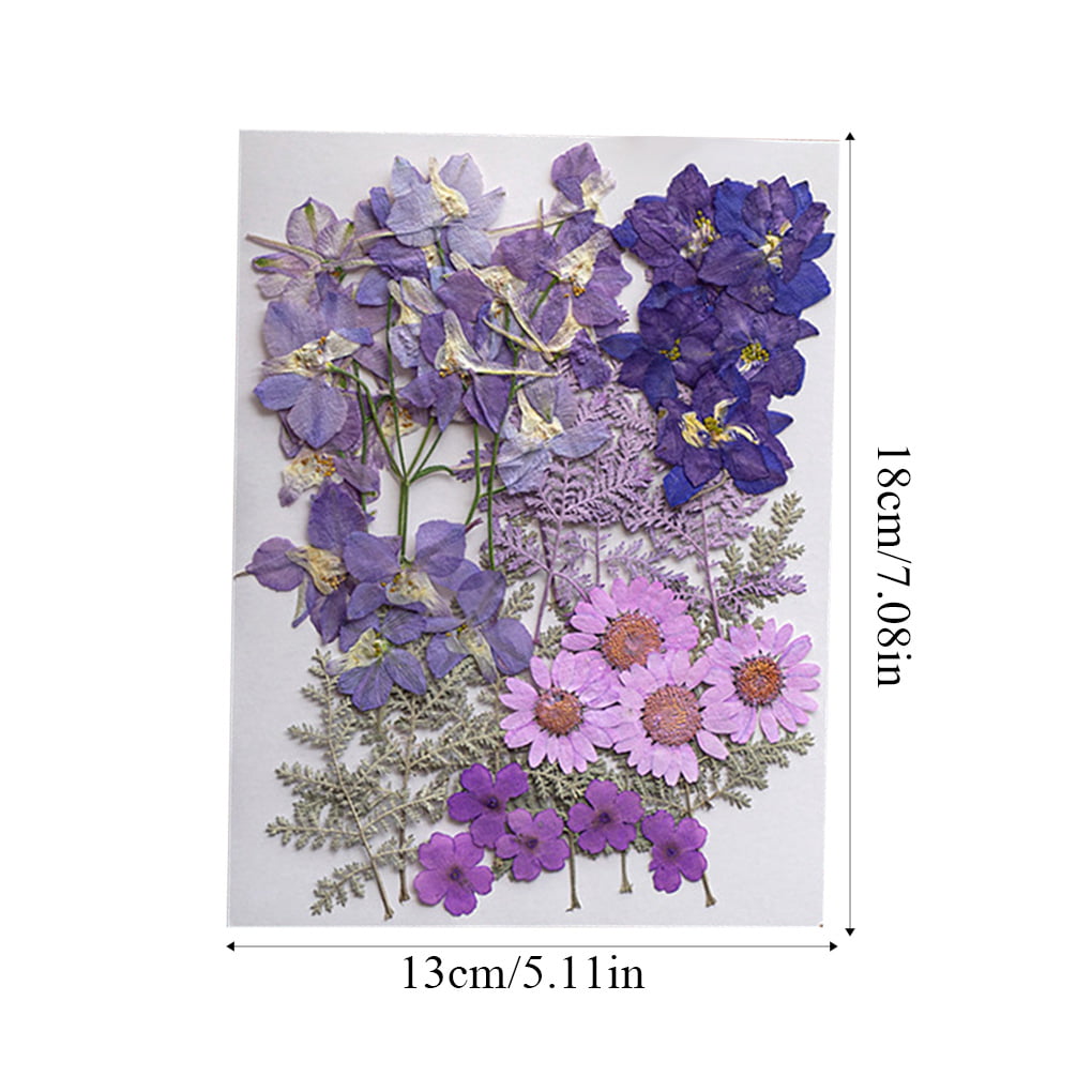 craft card making natural dried Edelweiss 20pcs Floral art Silver J Pressed flowers 