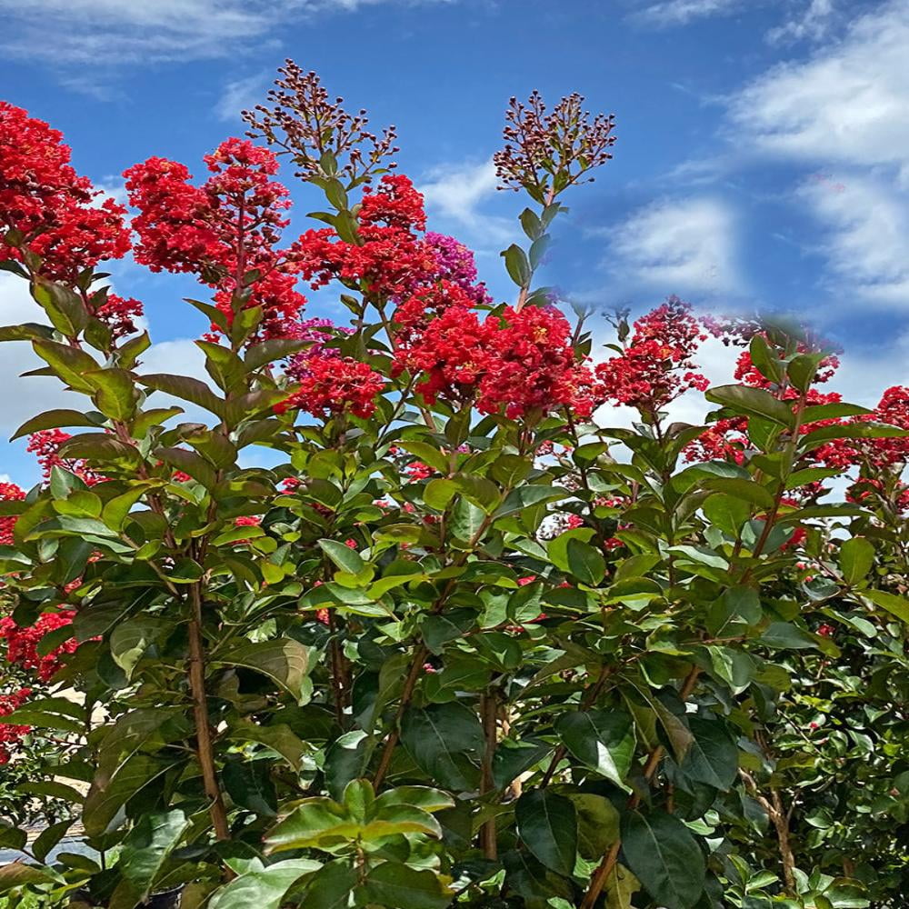 Southern Living 3-4 ft tall Miss Frances Crape Myrtle Live Tree in 7-Gallon Grower Pot
