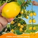 thumbnail image 5 of 2 manojos de guirnaldas de limones artificiales para decoración de fiestas., 5 of 8