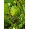 thumbnail image 4 of Rio Grande Verde Tomatillo 50 Seeds | Heirloom Salsa Verde Tomatoes, 4 of 5