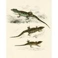 thumbnail image 3 of Sir Andrew Smith 15x18 Black Modern Framed Museum Art Print Titled - Cordylus Microlepidotus (Male, Female, Young) (1838-1849), 3 of 5